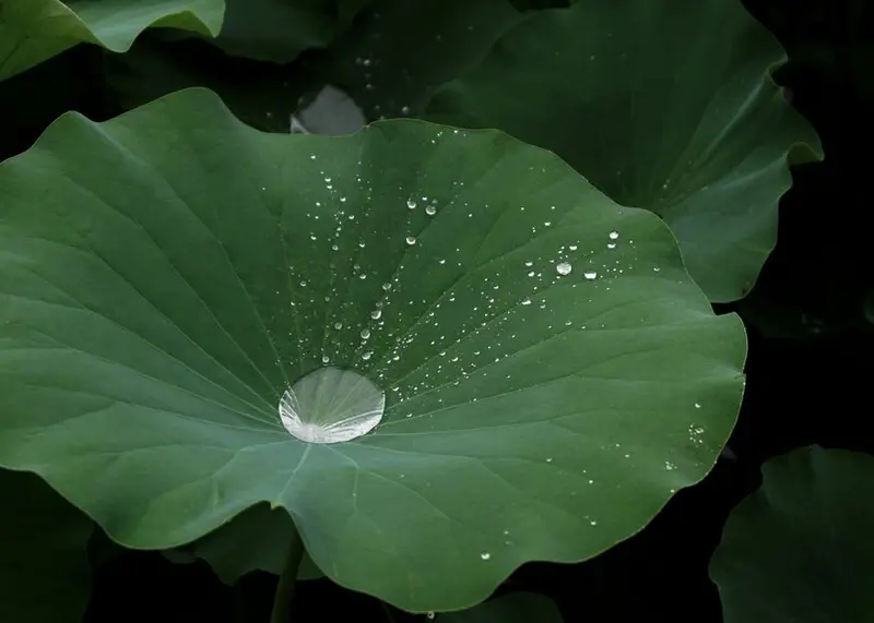 A water droplet resting on a green lotus leaf.
