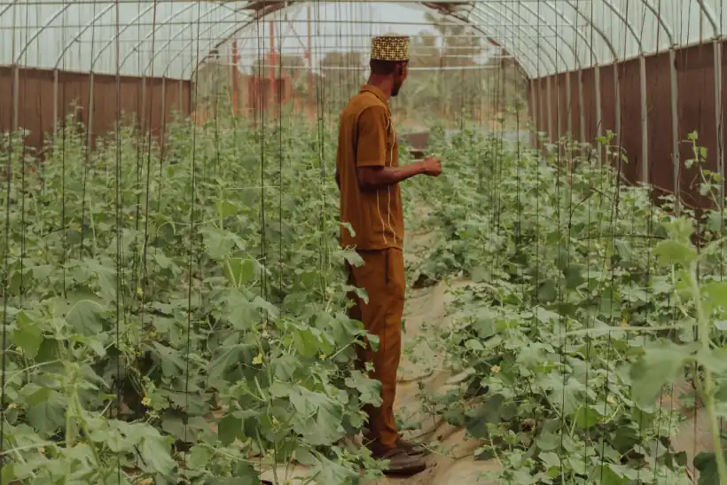 A farmer inspecting climbing crops inside a greenhouse tunnel in Zaria, Nigeria.